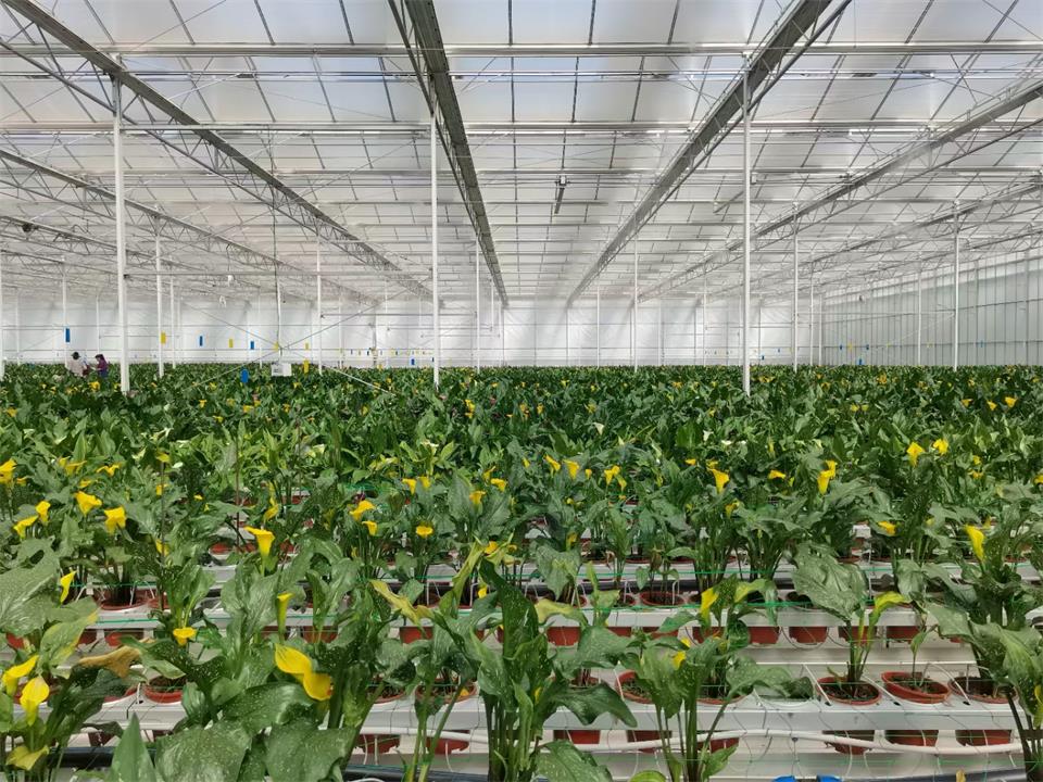 壽光的智能玻璃溫室確實(shí)實(shí)現(xiàn)了全年連續(xù)生產(chǎn)