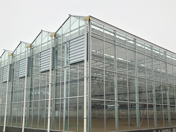 荷蘭智能溫室種植番茄