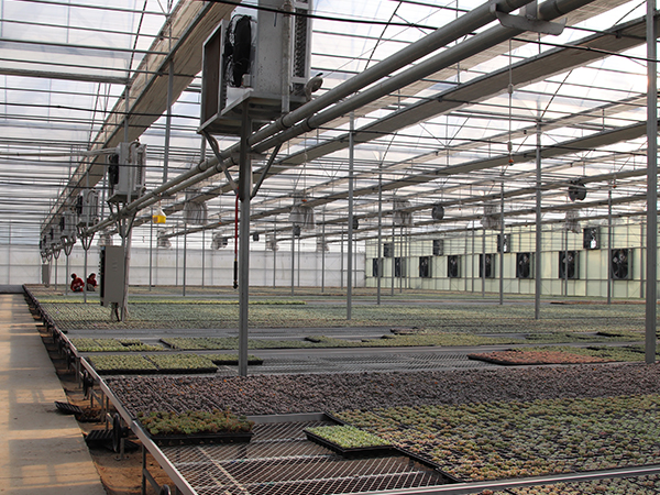 連棟溫室大棚建設(shè)