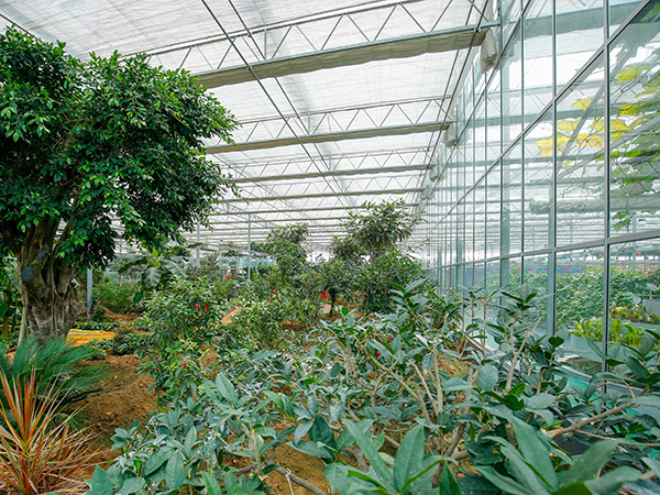 溫室農(nóng)業(yè)景觀