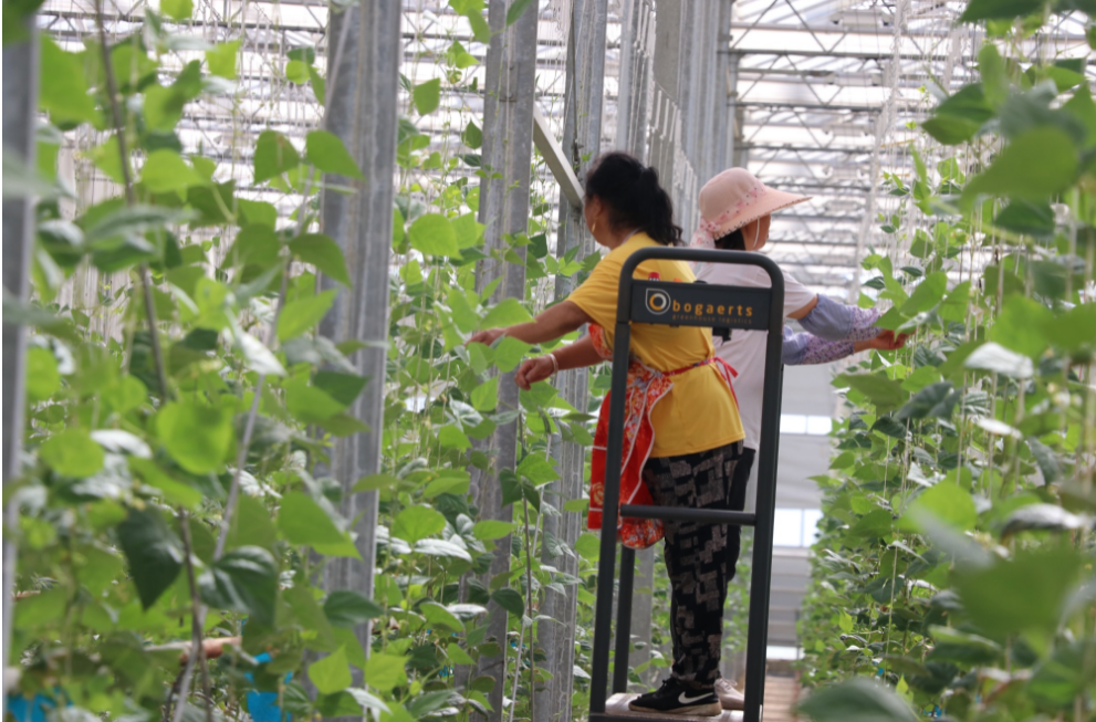 設(shè)施農(nóng)業(yè)賦能農(nóng)業(yè)高質(zhì)量發(fā)展